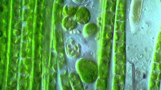 Active Zoospores and Filamentous Algae [upl. by Adalard]