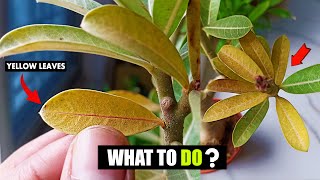 How to fix Adenium Desert rose leaves turning yellow [upl. by Etteloc]