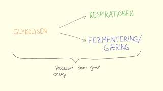 Respirationen  Glykolyse og fermentering  Biotech Academy [upl. by Chaffinch]