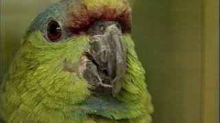 Amazon Parrots  Care amp Breeding  Part 1 Full [upl. by Perusse]