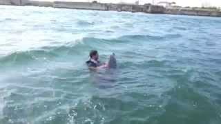 Nage avec un dauphin dans lAdour à Anglet dolphin near Biarritz [upl. by Wright]