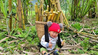 Fullvideo 30days to complete the roof build wooden walls  harvest chayote and sugar cane for sale [upl. by Justicz]