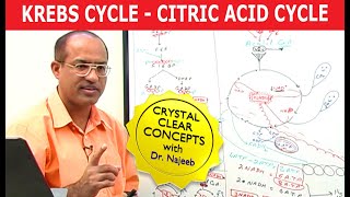 Krebs Cycle  Citric Acid Cycle  Cellular Respiration [upl. by Duggan191]