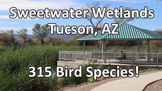 Sweetwater Wetlands Tucson AZ [upl. by Aihsekin]