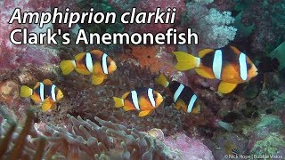 Clarks Anemonefish Amphiprion clarkii Stock Footage  HDV 108050i [upl. by Apple]