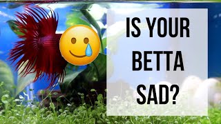 Is My Betta Fish Happy Unique Signs of a TRULY HAPPY Betta Fish [upl. by Fesoj]