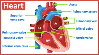 HEART ANATOMY in 3 MINUTES Memorize parts of the heart [upl. by Cicily]