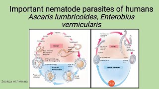 Important Nematode parasites of Humans  life cycle of Ascaris and Enterobius Giant intestinal worm [upl. by Ten]