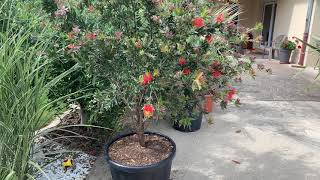 présentation du callistemon laevis  rincebouteille [upl. by Holman]