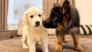 German Shepherd Puppy Meets Golden Retriever Puppy for the First Time [upl. by Ahsasal363]