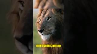 Duelo épico Leones vs Hienas animales shorts naturaleza [upl. by Eannyl]