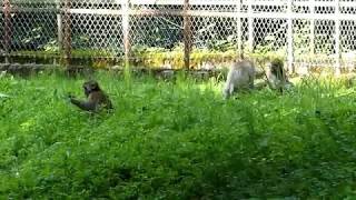 Japanese Monkeys Indifferent to Gunfire [upl. by Reldnahc]