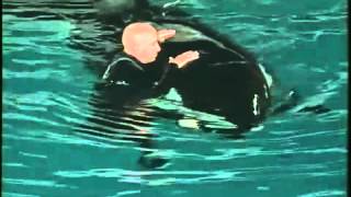 ORCA ASSASSINA ATTACCA ISTRUTTORE  KILLER WHALE attacks INSTRUCTOR [upl. by Lauder]