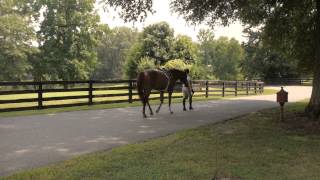 Expert Tips for Feeding Show amp Performance Horses [upl. by Hurlee]