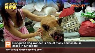 quotWorst dog abuse case Ive seenquot Disfigured dog Pt 2 [upl. by Donough16]