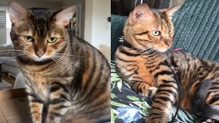 TOYGER CATS 2021 [upl. by Llednahs]