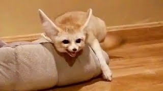 FENNEC FOX FREAK OUT [upl. by Philan]