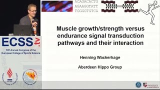 Muscle growthstrength versus endurance signal transduction pathways and their  Dr Wackerhage [upl. by Attesoj]