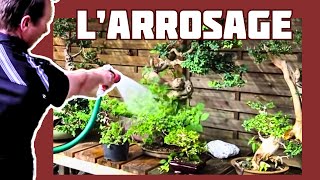 LArrosage des Bonsaïs 🌱 NEJIKAN BONSAI 🌱 [upl. by January171]