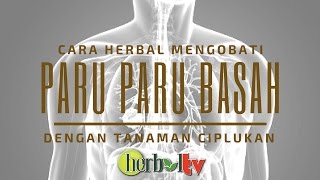 Obat Paru paru Basah  Bronkitis Dengan Tanaman Ciplukan  Benefits of Ciplukan for Health [upl. by Annael]