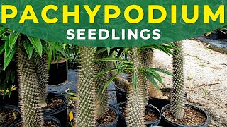 PACHYPODIUM SEEDLINGS TRANSPLANTING  Growing pachypodium from seeds part 2 [upl. by Acim]