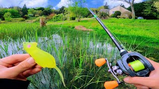 Létang au fond de son jardin cache des poissons énormes que le propriétaire navait jamais vu [upl. by Carrol662]