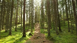 25 asiaa joita voi tehdä metsässä  Metsä360videokilpailu [upl. by Brogle]