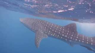 Placencia Belize Whale Sharks  On tour with Ray Caye Island Resort [upl. by Curson]