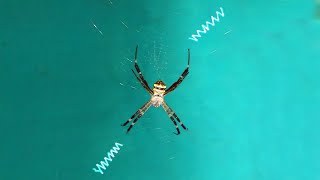 Signature Spider • Writing Spider • ZigZag Web Decoration • Argiope Anasuja [upl. by Antonietta]