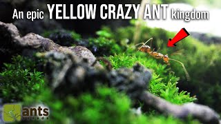 Entering the Amazing World of My Pet Yellow Crazy Ants [upl. by Elocel]