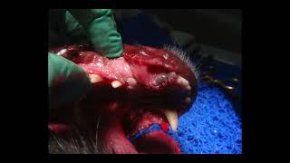 International Veterinary Dentistry Institute Mandibular Canine Extraction with a Vet Tome [upl. by Tavie]