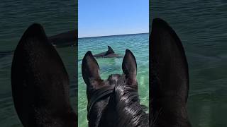 Just Breathe ✨🐎 gopro horse underwater shorts viral [upl. by Zetroc]