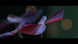 RED Komodo ELQ RAW Timelapse of Purple Shamrock [upl. by Millman88]