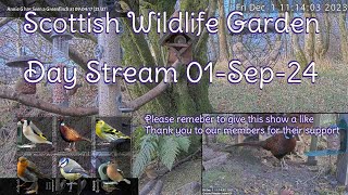 Day Stream September 1st 2024  Bird Feeders Wildlife Cameras Scotland UK from SWG [upl. by Barbi]