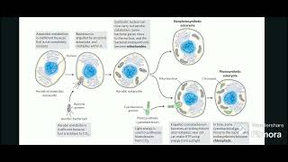 THE ENDOSYMBIOTIC THEORY OF EVOLUTION [upl. by Ellimahs331]