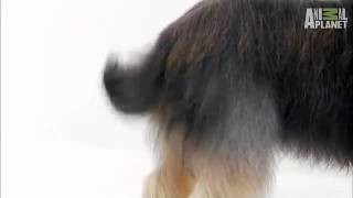 Dogs 101 Briard [upl. by Newlin964]