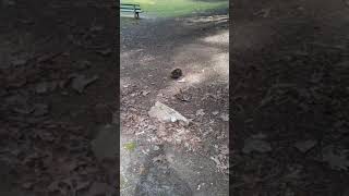 Echidna at Cataract Gorge Launceston Australia Shorts [upl. by Cohin625]