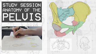 Anatomy Of The Pelvis For Artists Study Session [upl. by Dnomde]