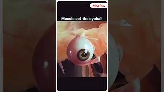 👁️Extraocular Muscle of Eyeball😳😱  MotionNEET neet neet204 shorts eye animation muscle aiims [upl. by Orhtej627]