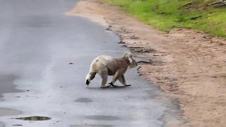 Wild Koala walking [upl. by Okram]