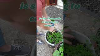 Pruning Parsley for Thriving Chamomile Container Gardening Tips [upl. by Sells]