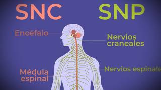 Sistema nervioso [upl. by O'Driscoll]