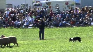 Meeker Classic Sheepdog Championship Trials [upl. by Taub78]