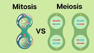 How is Meiosis different than Mitosis [upl. by Ecire29]