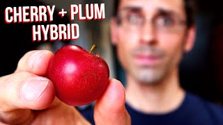 CHERRY PLUM REVIEW  A Hybrid Between Plums and Cherries Verry Cherry Plums Weird Fruit Explorer [upl. by Mitran]