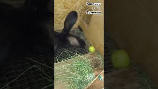 Яблочко bunny rabbit animals товарыдлякроликов кроликоферма дача [upl. by Winnie]