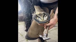 Cleaning a Horses Hoof  Extension Horseshorse [upl. by Bensen]