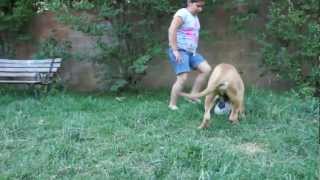 Fila Brasileiro Attacks baby [upl. by Osrit]