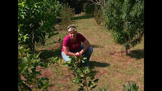 Planting Proteas [upl. by Tomi]