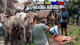 LLANO VENEZOLANO  Faenas de llano en el Estado Barinas PRIMERA PARTE [upl. by Hibbitts122]